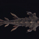 FabricEngine_kraken04